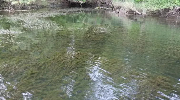 Rio Minho com planta invasora